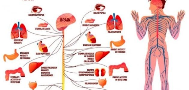 الأمراض العصبية العضلية: الأسباب، الأعراض، والعلاج 4 أنواع الأمراض العصبية العضلية