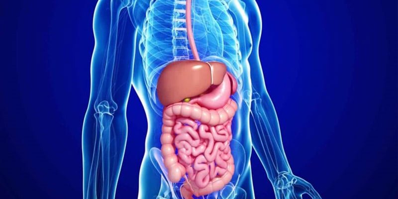 أمراض الجهاز الهضمي: الأسباب، الأعراض، والعلاج 3 ما هو الجهاز الهضمي