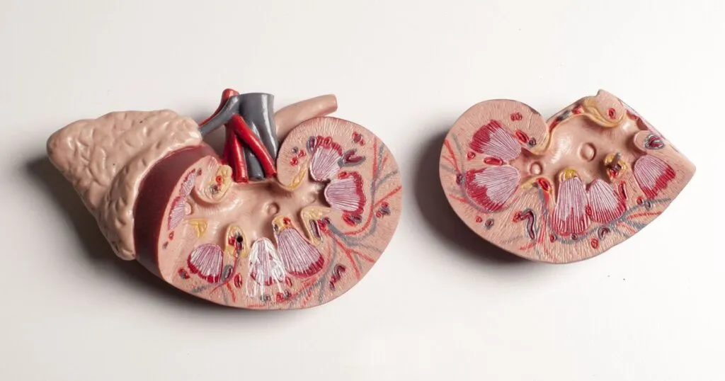 أمراض الكلى المزمنة عند كبار السن