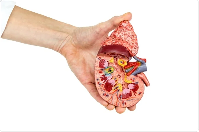 أسباب أمراض الكلى المزمنة عند كبار السن